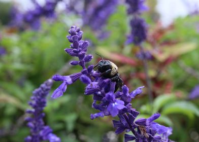 Dew Covered Bee