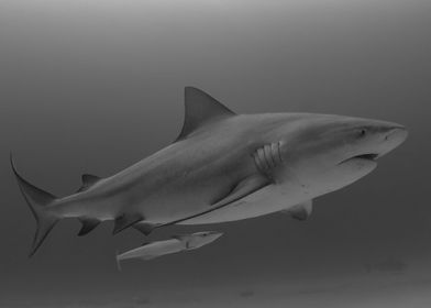 Female Mexican Bullshark