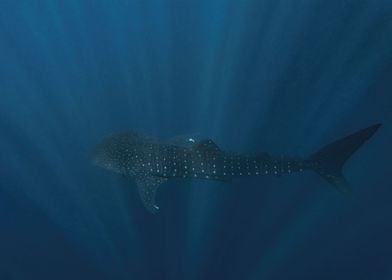 Whale Shark In Deep Blue