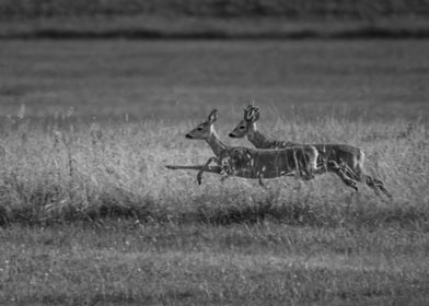 Jumping Roe Deers