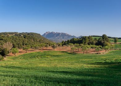 Olive trees and Montserrat