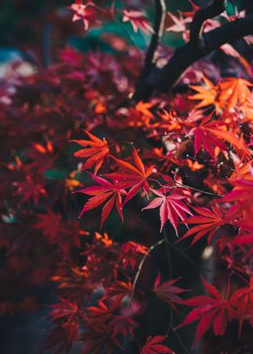 Acer japonicum leaves