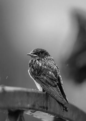 Barn Swallow Chick In Rain