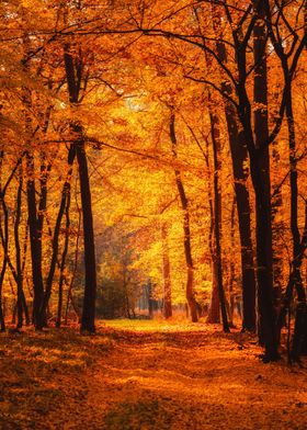 Autumn forest at warm fall