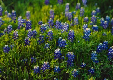 Bluebonnets