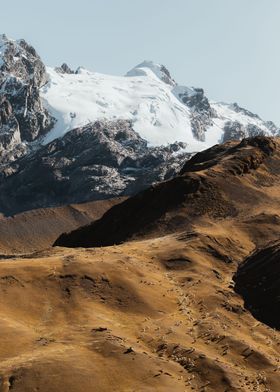 Alpacas in the Andes