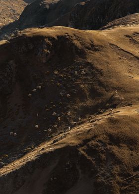 Alpacas in Peru wilderness