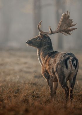 Graceful Wild Deer 