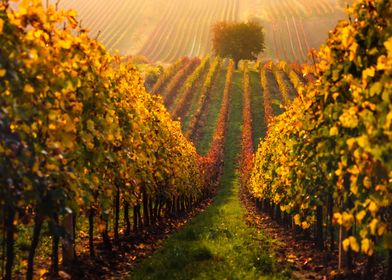 Autumn Moravian vineyard