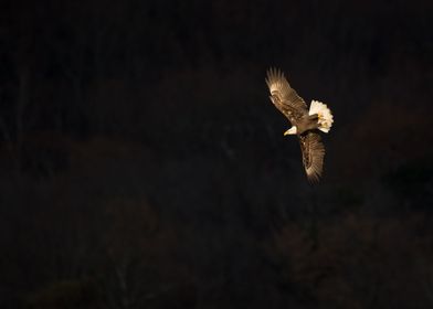 Bald Eagle Flying