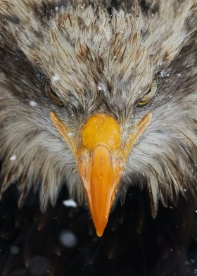 Detail of Eagles Head