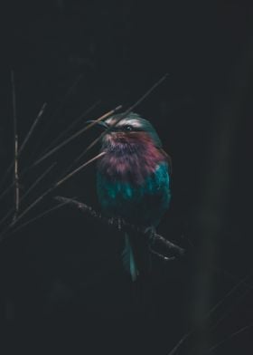 a Colorful Bird