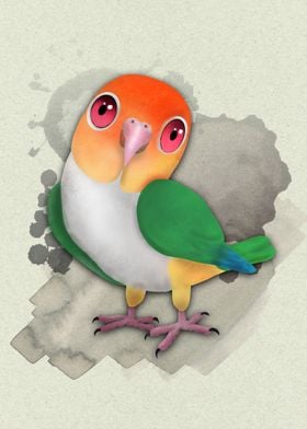 Whitebellied caique