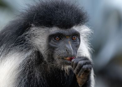 Eating Colobus Monkey