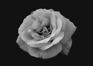 Monochrome rose 2