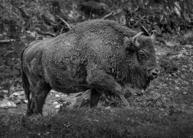 European Bison In Poland