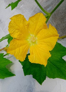 Cucumber Female Flower