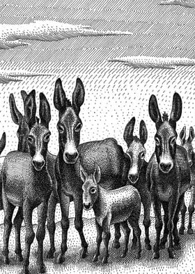 Donkeys