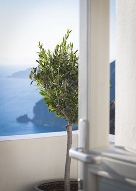 Santorini Olive Tree