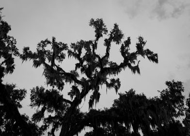 Spanish Moss Tree Sunset