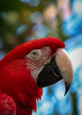 Scarlet Macaw Eye Portrait