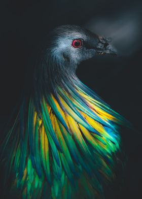 a Nicobar Pigeon