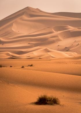 Desert photography