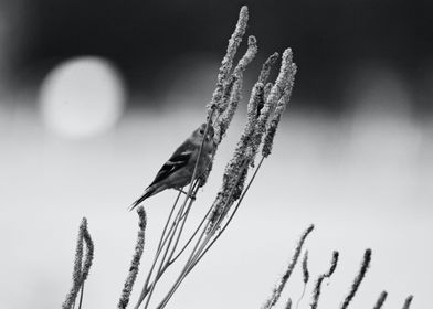 Bird on a Plant