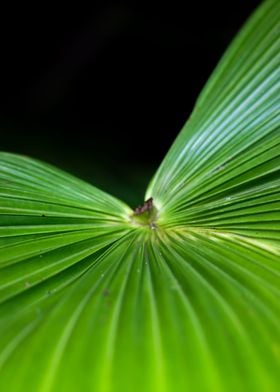 Palm Tree Leaf Macro