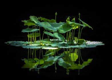 Aquatic Green Leaf Plant