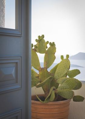 Cactus In Santorini