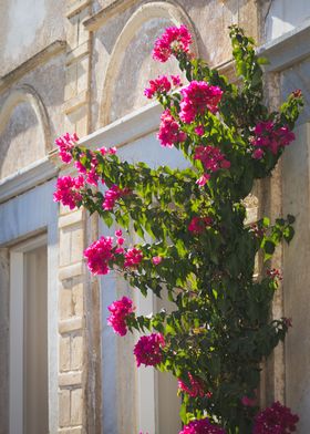 Flowers in Santorini