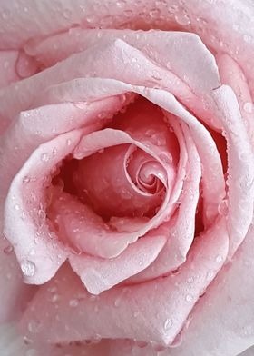 Velvet pink rose
