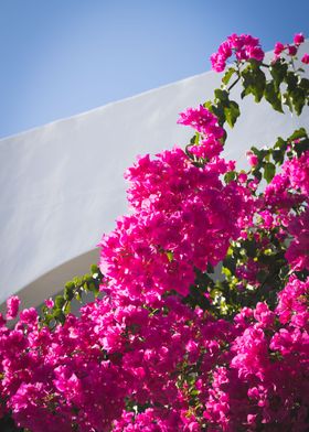 Santorini House Of Flowers