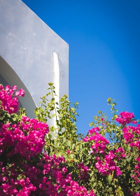 Flowers And Santorini