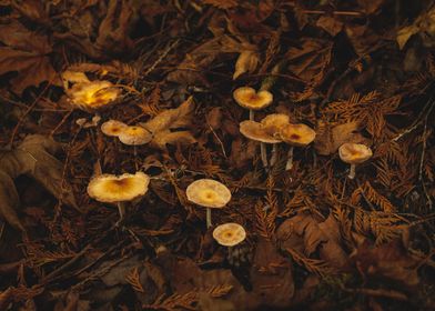 Mushrooms and Maple Leaves
