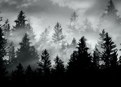 Black White Forest Dream 2
