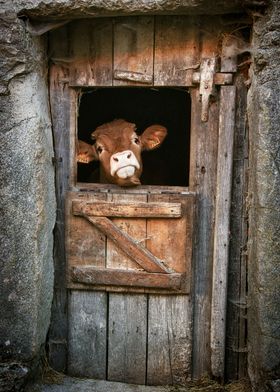 cow at the window
