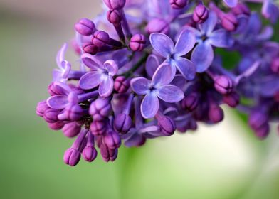 Lilac wonder