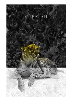 Cheetah Portrait