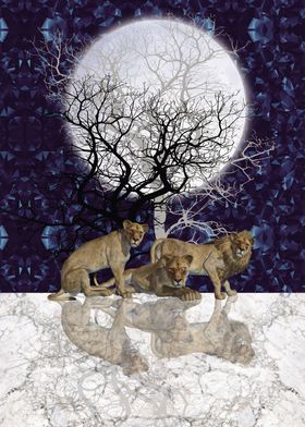 Lions in the Moonlight