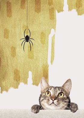 Curious Cat and Spider