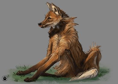 Maned Wolf Sketch