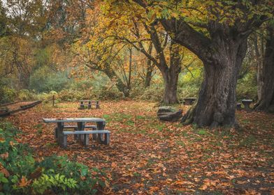 Fall Foliage Picnic