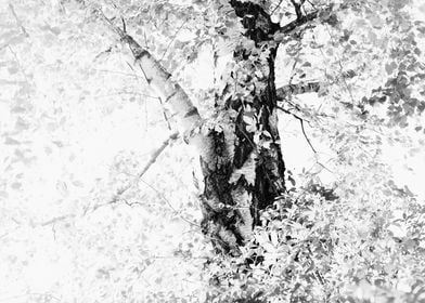 Dreamy Birch Tree 4