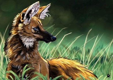 Maned Wolf 