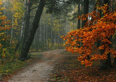 Walk in the autumn forest