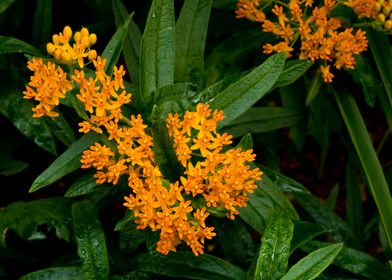 Butterfly weed blooming