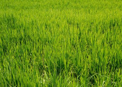 Rice field