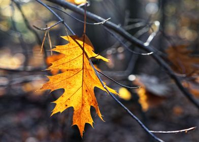 Leaf in autumn colors
